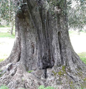 Home Ogliarola garganica